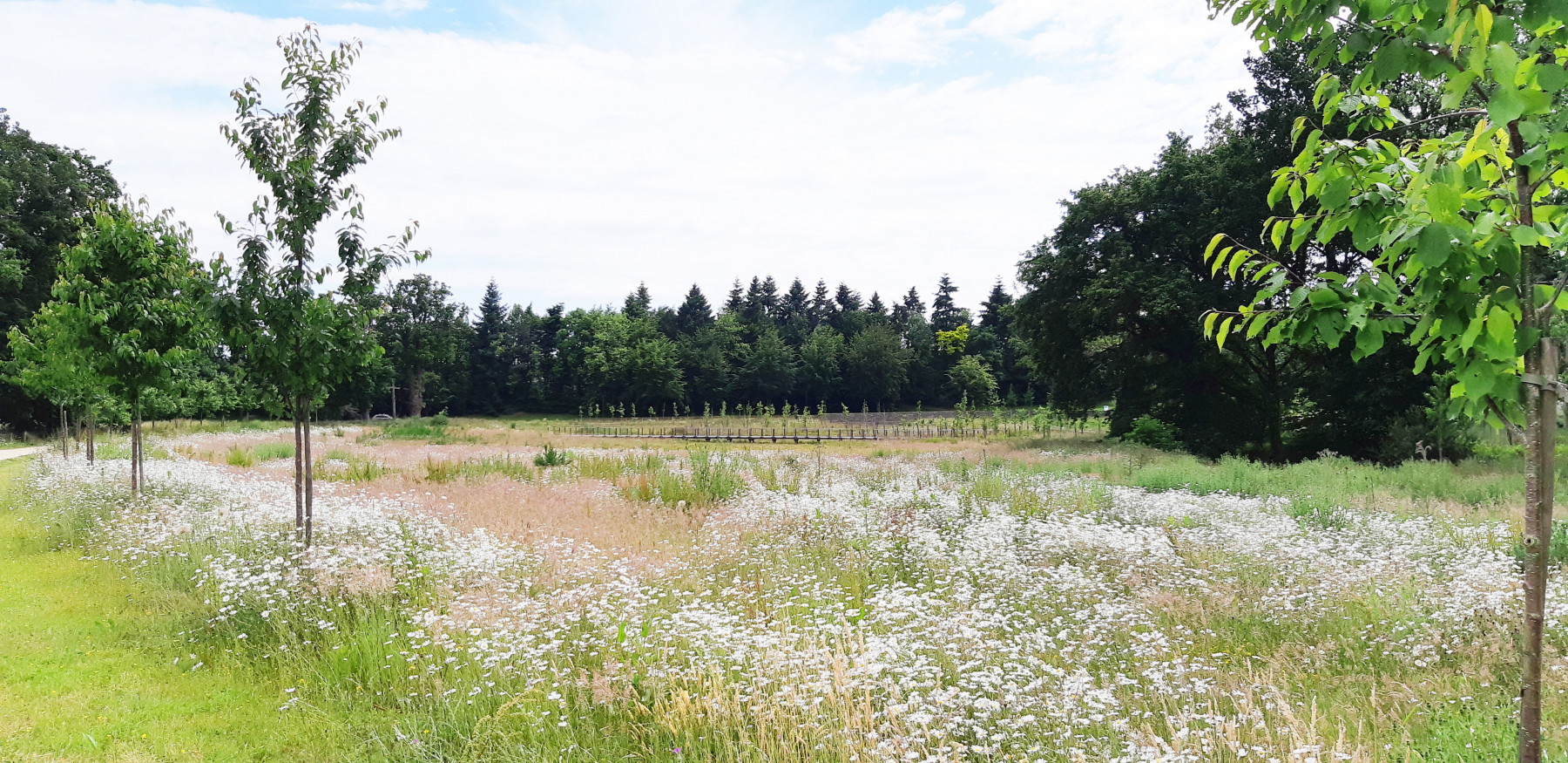 Illustration - Prairies et passerelle dans le parc de Boudebois, en juin 2022