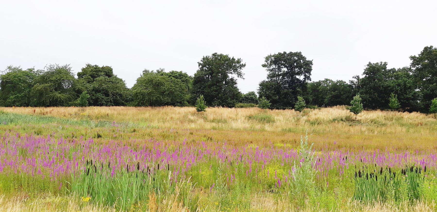 Illustration - Le bassin du parc de Boudebois, en juin 2023