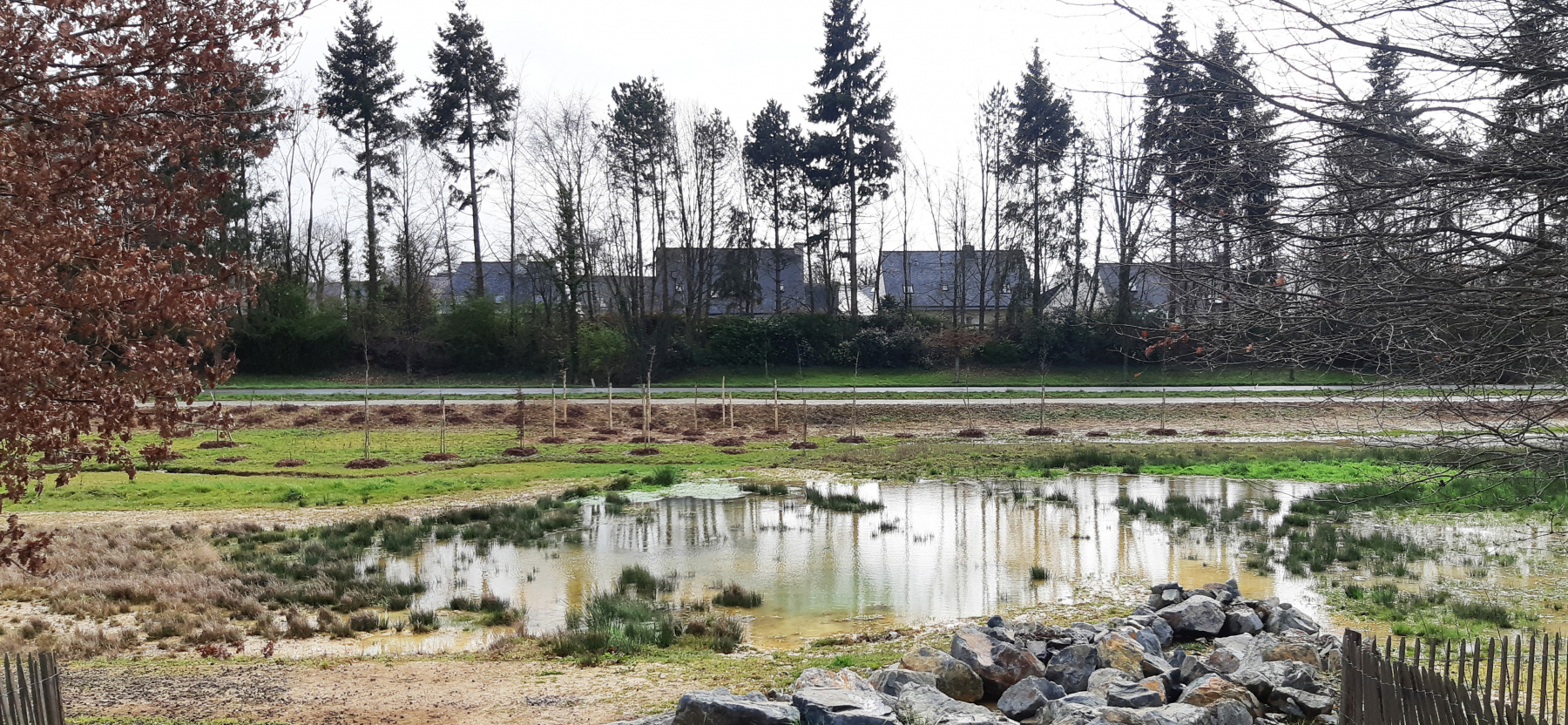 Illustration - La zone humide le long du boulevard St-Roch, en mars 2021