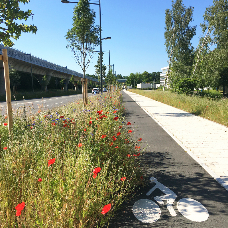Illustration - Trottoir et piste cyclable sont séparés de la chaussée par une noue largement plantée
