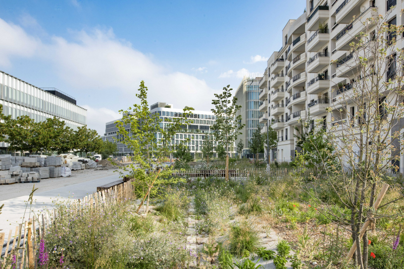 Illustration - Le grand mail planté du secteur 5 en juin