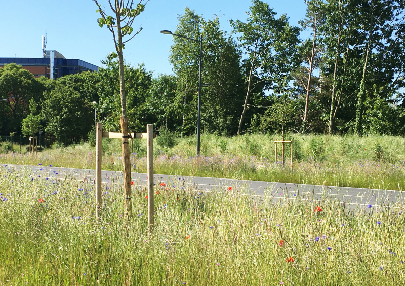 Illustration - Le maximum de place possible est laissé aux sols plantés d'arbres et de prairies © SPLA Viasilva