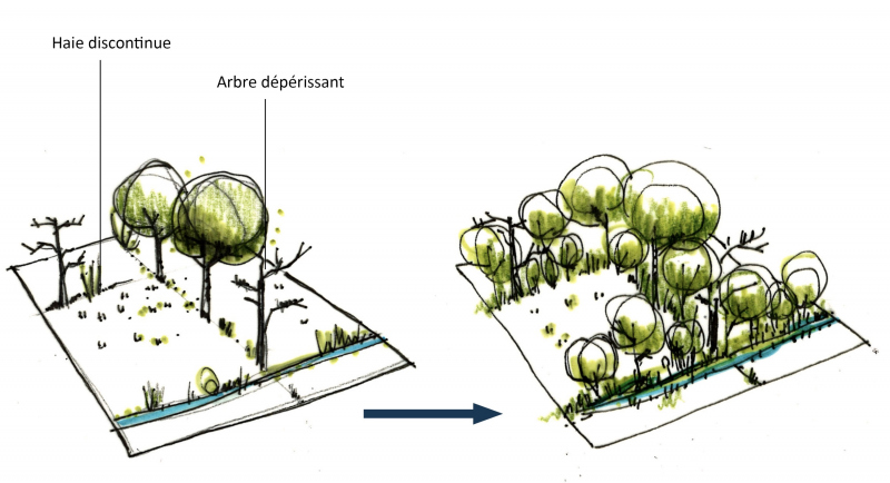 Illustration - Principe de restauration des haies bocagères