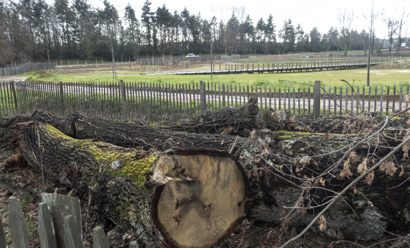 Illustration - Chêne déposé pour les capricornes