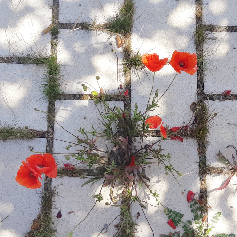 Illustration - Pavés béton à joints engazonnés