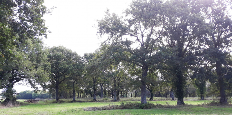 Illustration - Alignements de chênes sur le secteur Nord