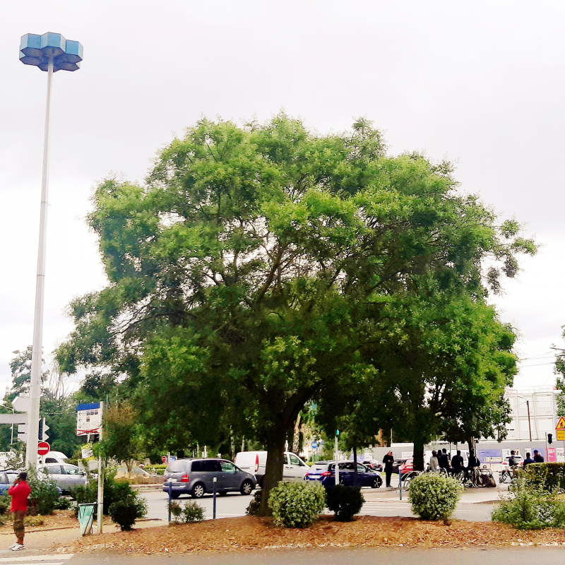 Illustration - Sophora existant conservé dans l’axe de l’avenue Barbusse