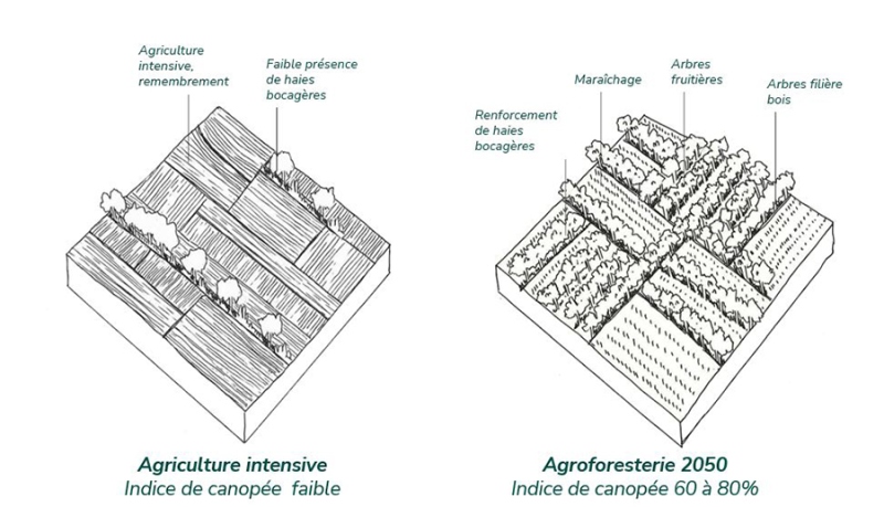 Illustration - Scénario agroforesterie 