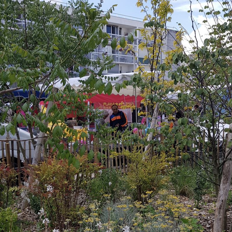 Illustration - Ilot végétal