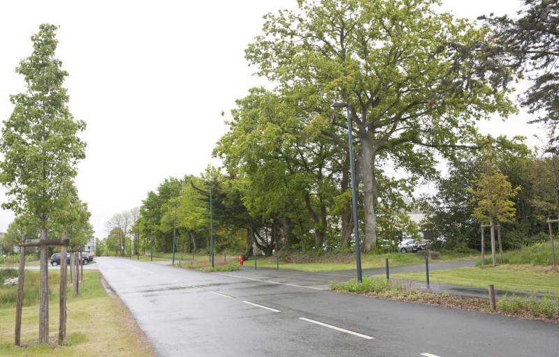 Illustration - Valorisation des arbres existant et plantation du patrimoine futur